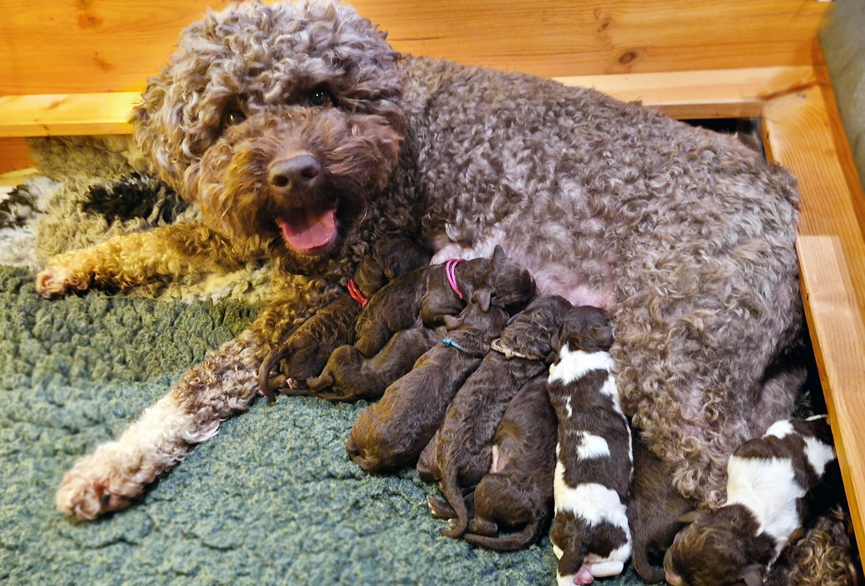 Mobirise Website Builder